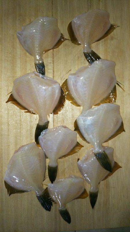 フグ、キタマクラの猛攻