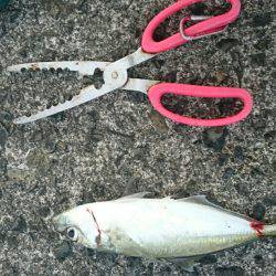 本日も五目達成❕