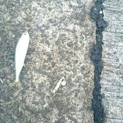 鹿児島釣行 最終日‼