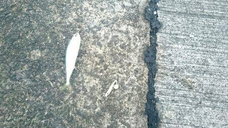 鹿児島釣行 最終日‼