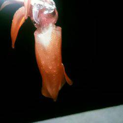 大きくなるのかな？