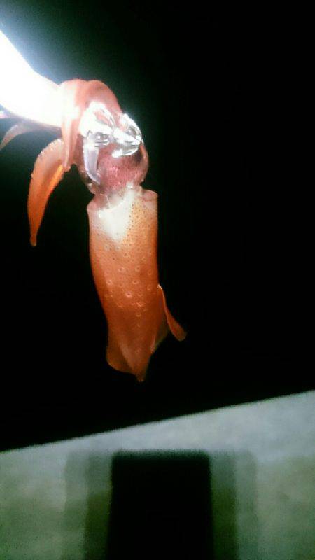 大きくなるのかな？