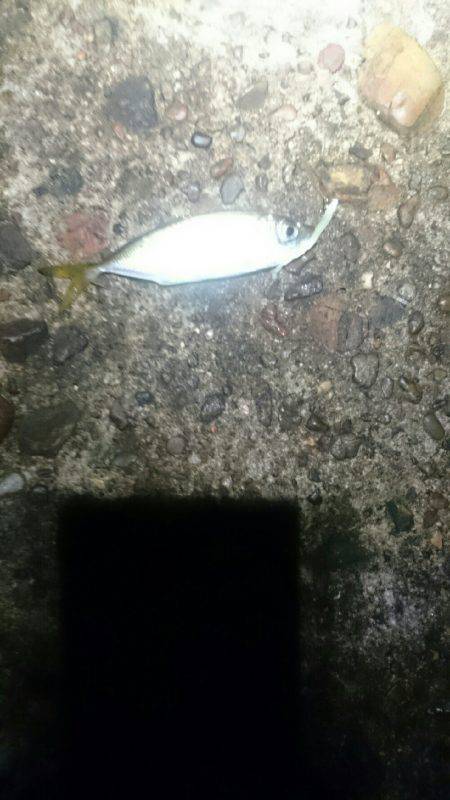 今日もひっそりとアジング