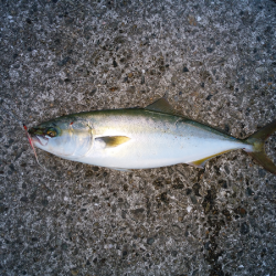次男に初ツバス