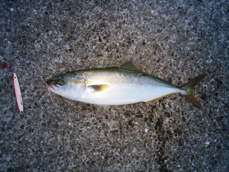 次男に初ツバス