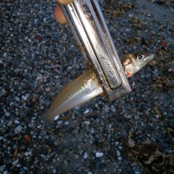 チョイ投げのキス釣り