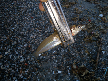 チョイ投げのキス釣り