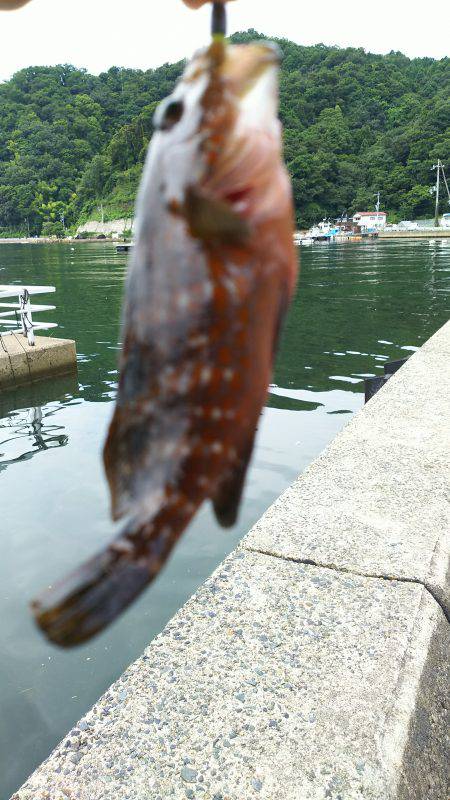 アコウどころではない