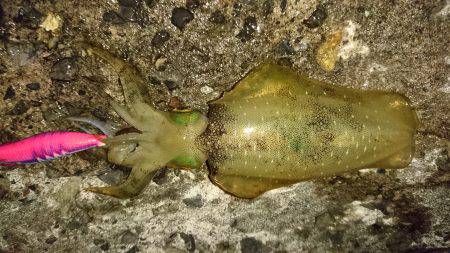 強風の中でショート