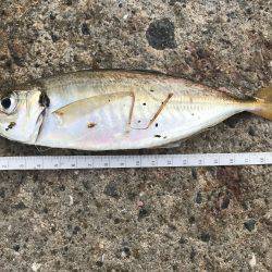 アジ102匹 サバ3匹