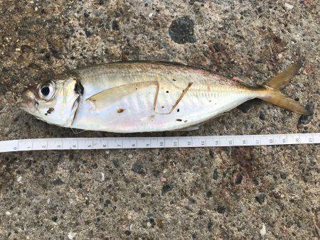 アジ102匹 サバ3匹