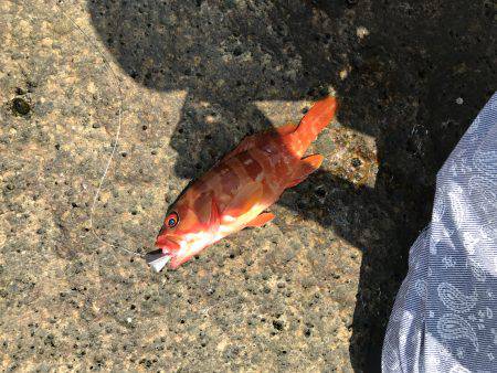 またまたロックフィッシュ