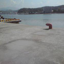 グレ、アイゴ、豆アジ他