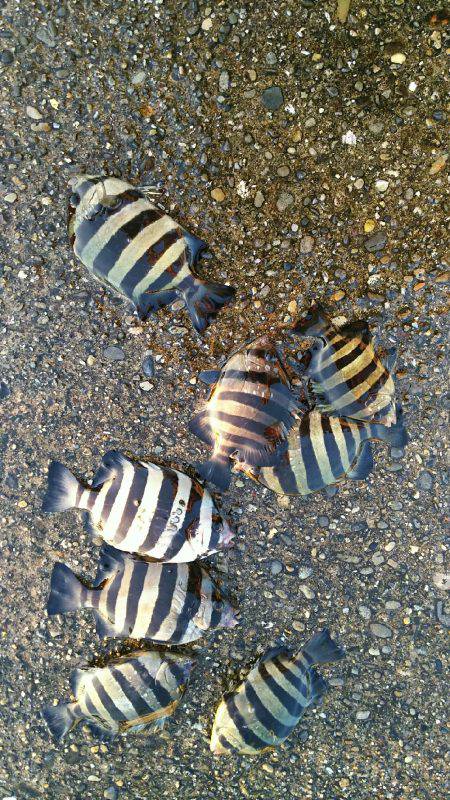 フグ、キタマクラの猛攻