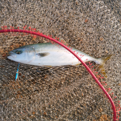 次男に初ツバス