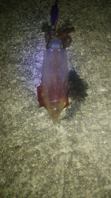 ケンサキ不調…なのか！？