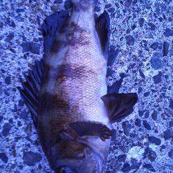 野島沖堤ライトゲーム