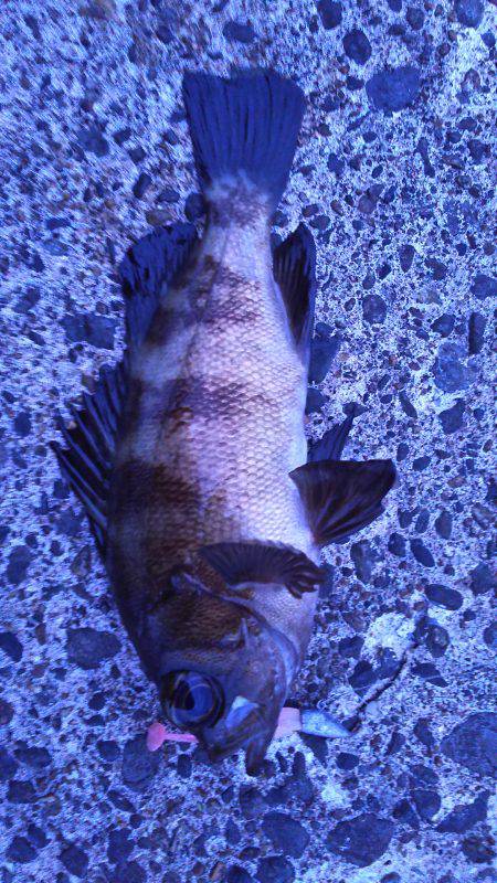 野島沖堤ライトゲーム