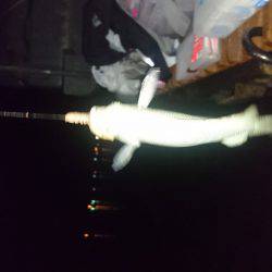 お手軽電気浮き釣り