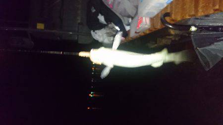 お手軽電気浮き釣り