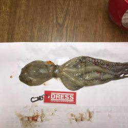 サゴシ⁉️  安定⁉︎のタコ