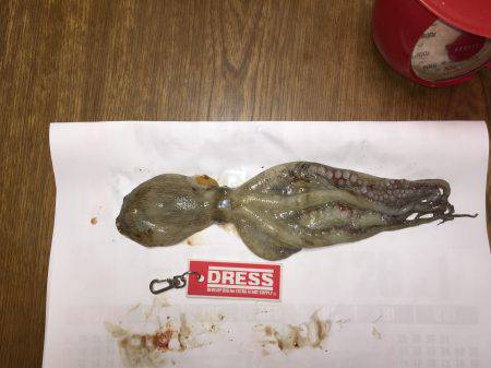 サゴシ⁉️  安定⁉︎のタコ