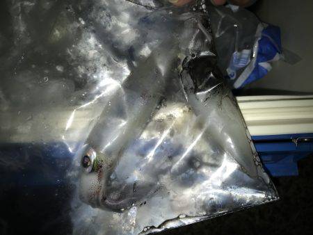 イカ数釣りを求めて