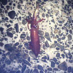 連日のケンサキイカ