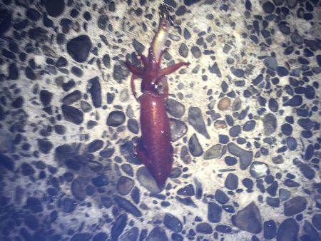 連日のケンサキイカ