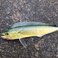 第2回新子調査！