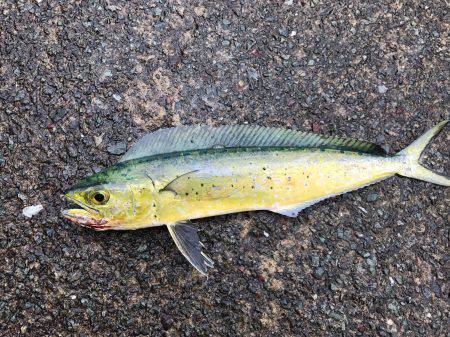 第2回新子調査！