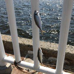 アジ53匹、サバ3匹、イワシ3匹