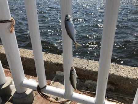 アジ53匹、サバ3匹、イワシ3匹