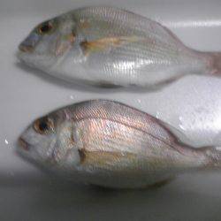 メッキ１２匹ほか