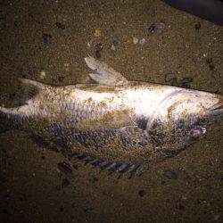 キビレ調査 NO,32