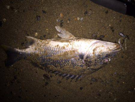 キビレ調査 NO,32