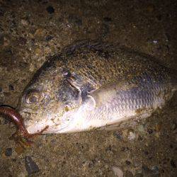 キビレ調査 NO,33