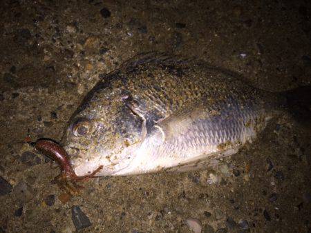 キビレ調査 NO,33