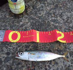 またサバ＆ミラクル