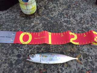 またサバ＆ミラクル