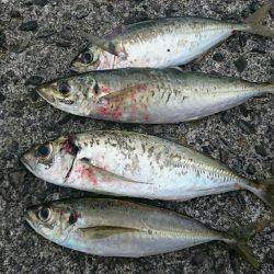 本日も五目達成❕