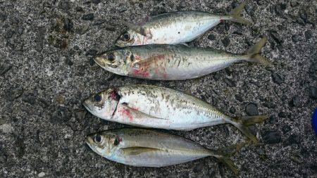 本日も五目達成❕