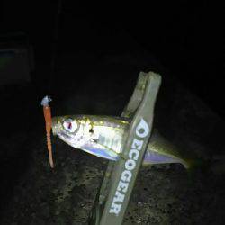 泉南から和歌山からの泉南