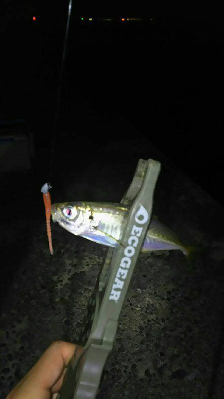 泉南から和歌山からの泉南