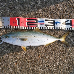 次男に初ツバス