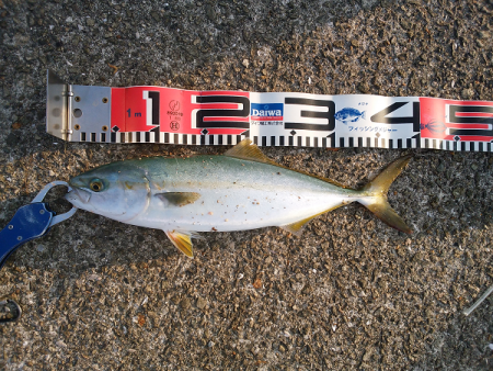 次男に初ツバス