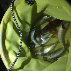 青物最高！【その他も】