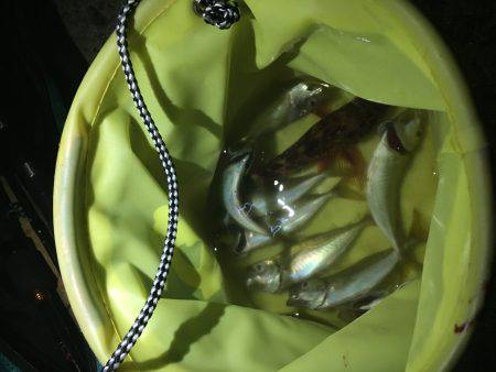 青物最高！【その他も】