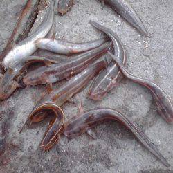 豆アジ34匹、チャリコ5匹、コノシロ2匹