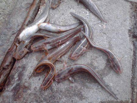 豆アジ34匹、チャリコ5匹、コノシロ2匹